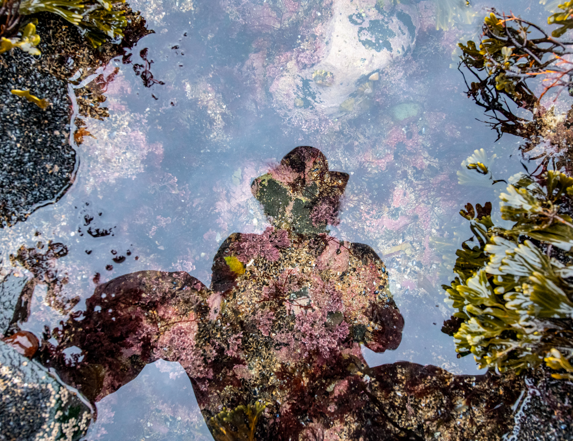 A reflection of a turtle in a puddle of water