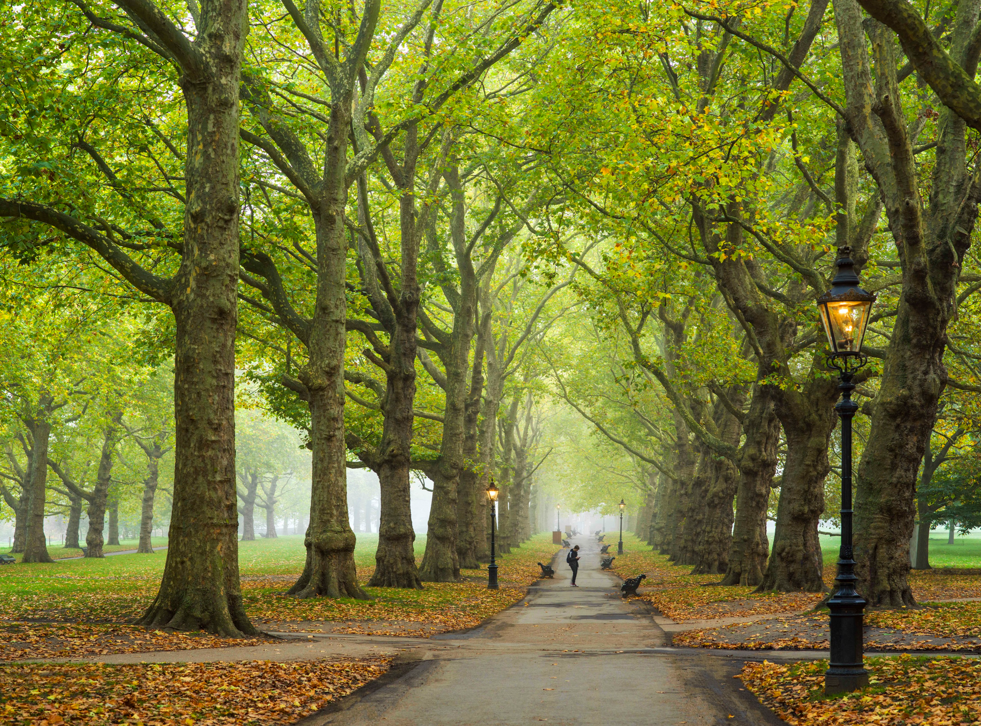 A row of trees along a path in a park