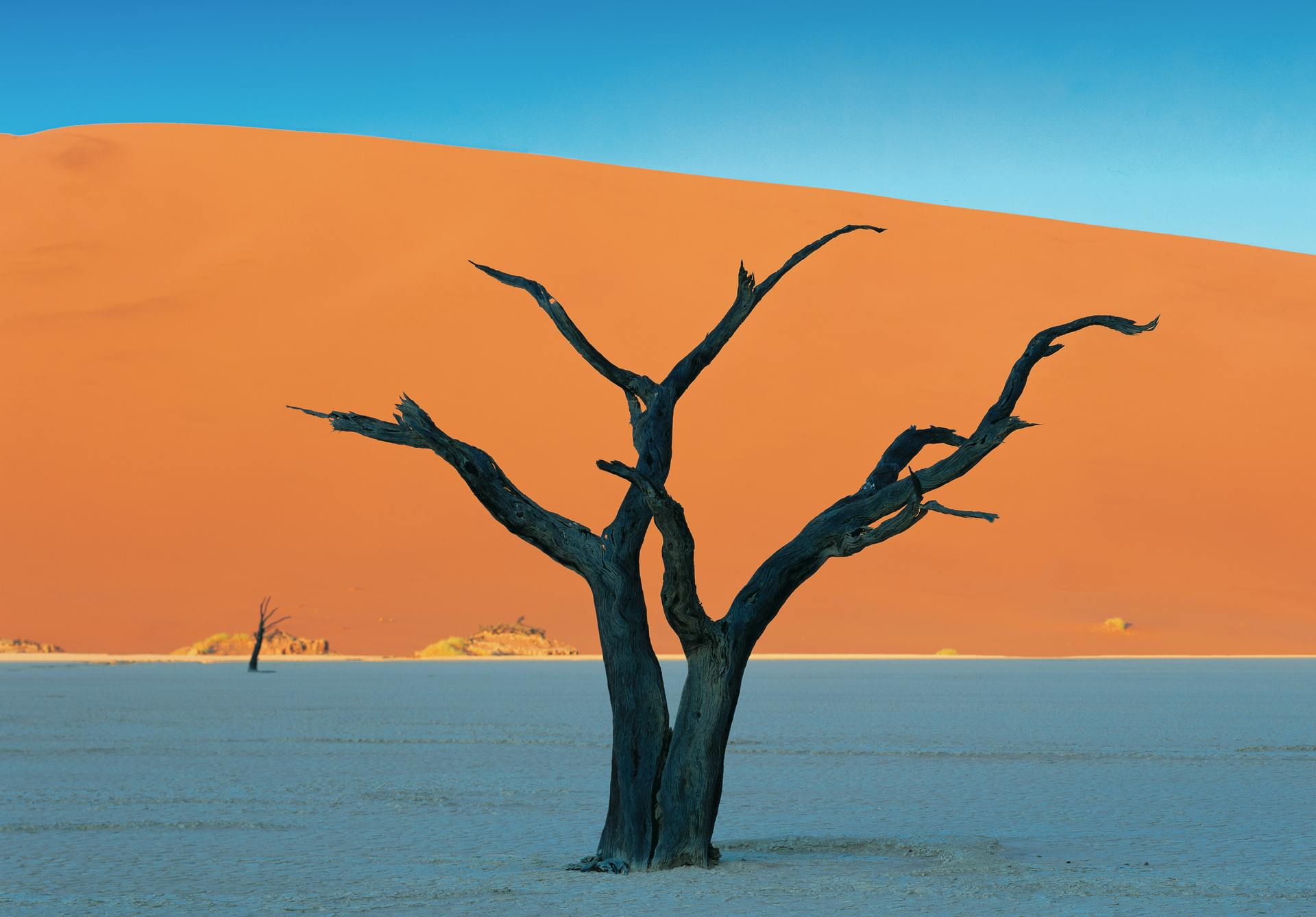 A tree in the middle of a desert with a sand dune in the background