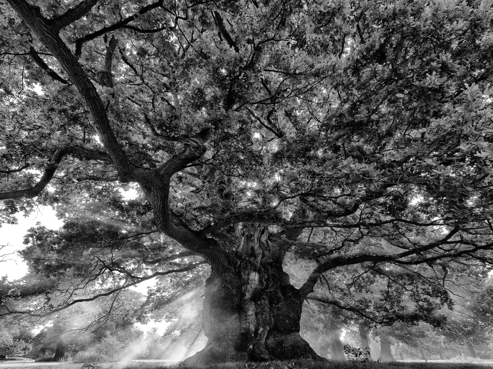 A black and white photo of a large tree with lots of branches and leaves.