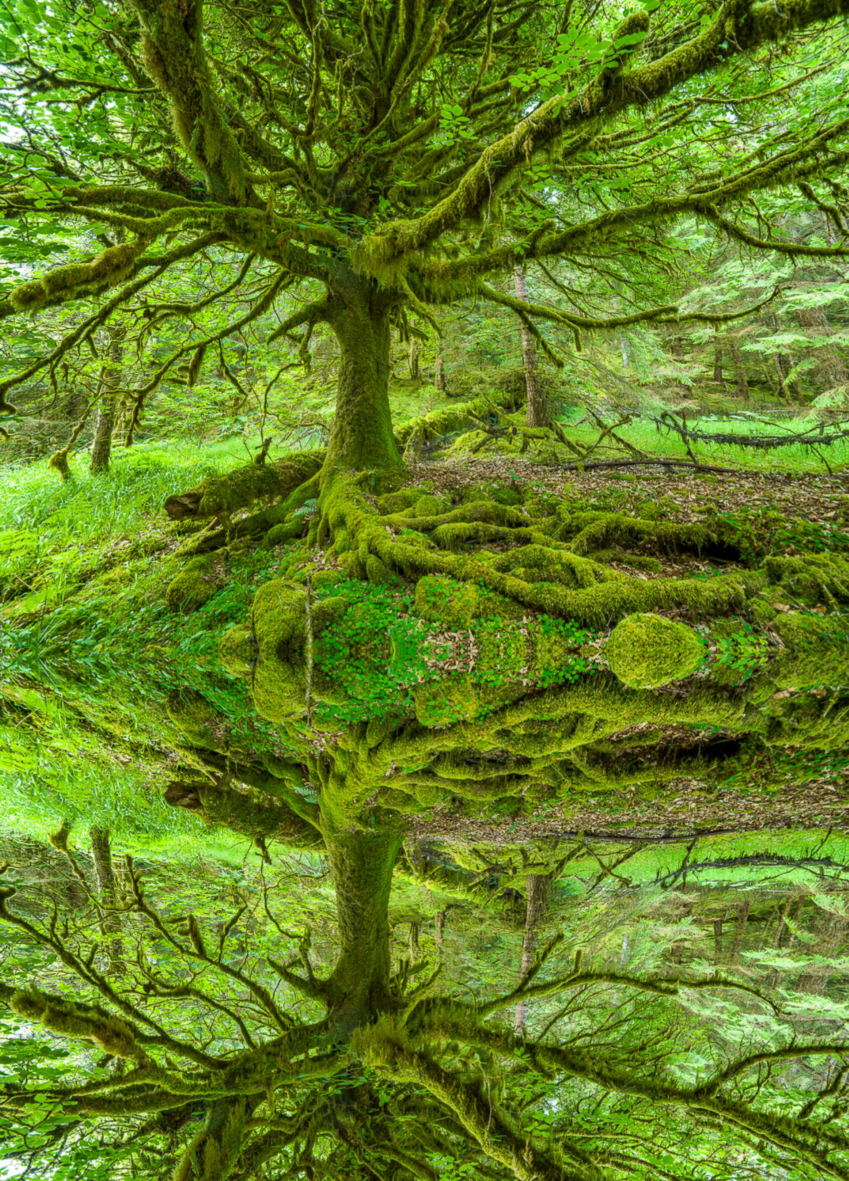 A tree with moss on it is reflected in a pond.