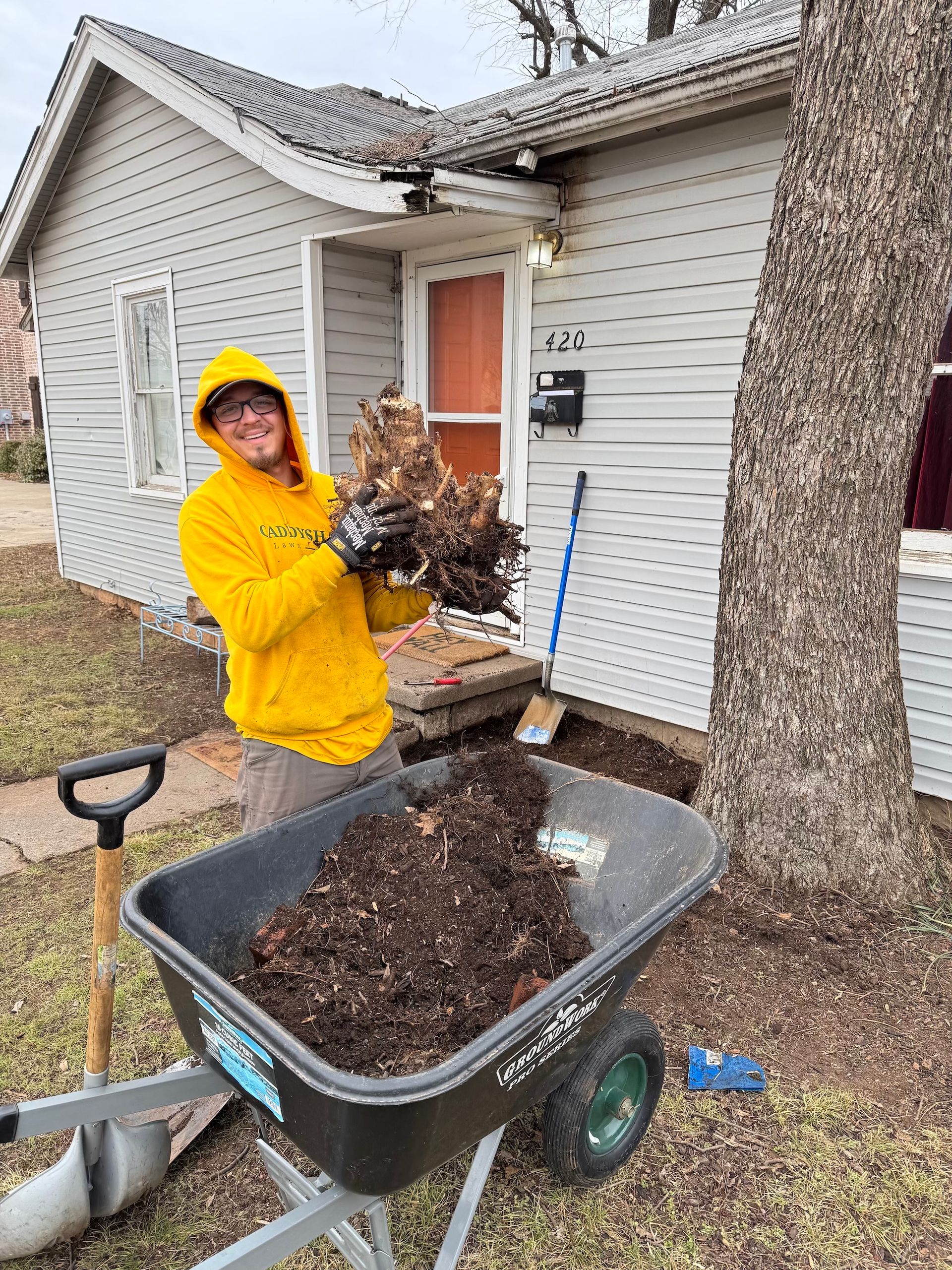 Person in yellow hoodie holds roots, standing near a house, with a wheelbarrow full of soil, and a shovel.