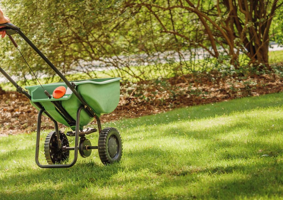 Green wheelbarrow-style spreader on a grassy lawn near trees and a chain-link fence.