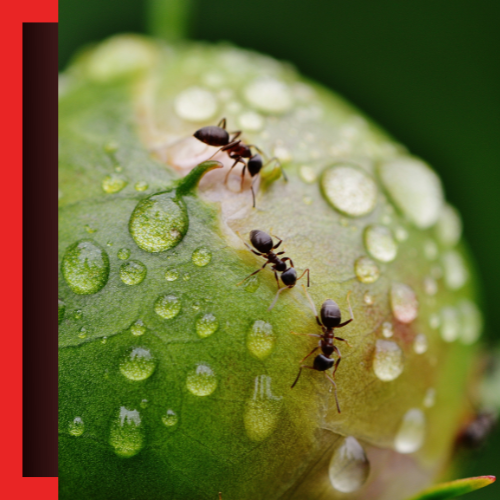 Ant-Control