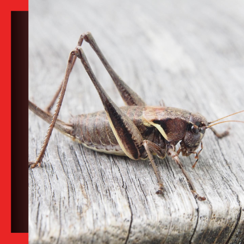 General-Pest-Control