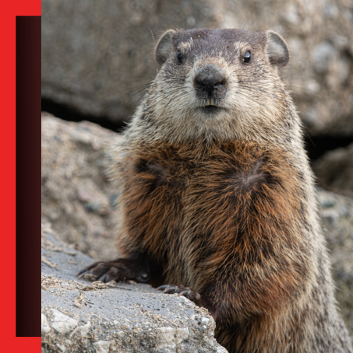 Grounhog-Removal