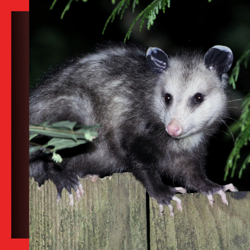 Opossum-Removal