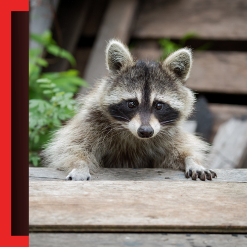 Raccoon-Removal