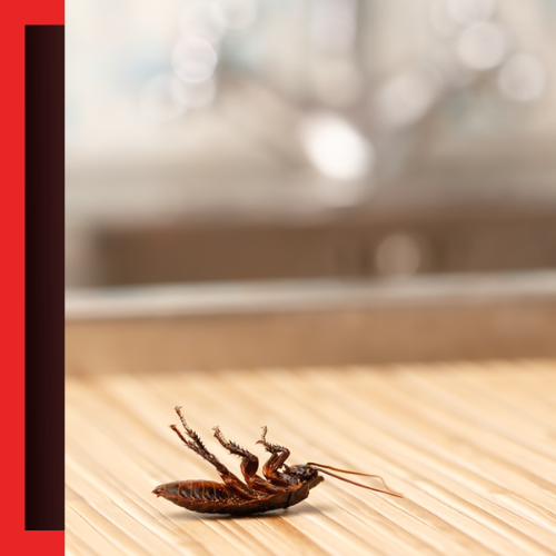 Roach-Control
