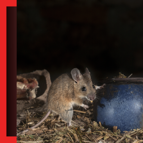 Rodent-Control