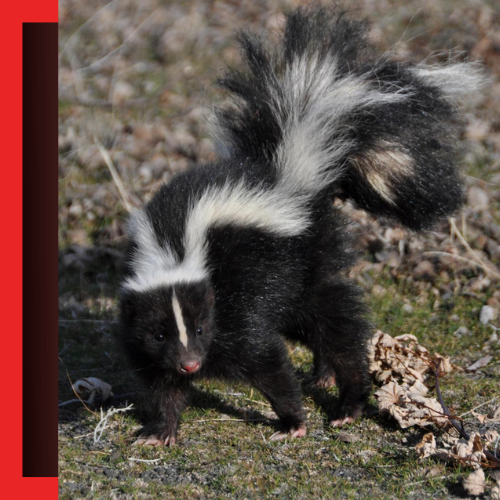 Skunk-Removal