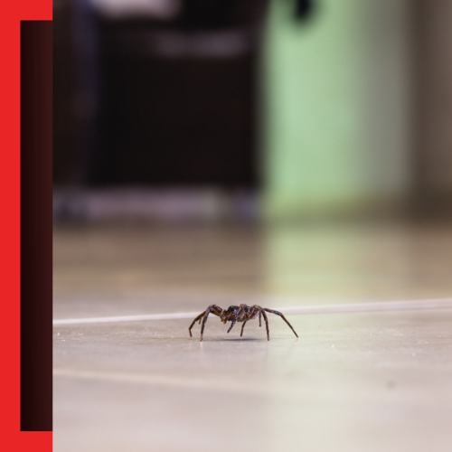 Spider-Control
