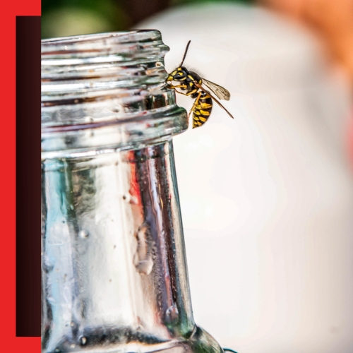 Stinging-Insect-Control