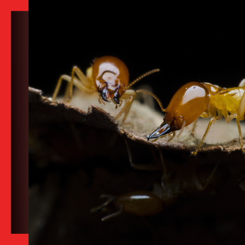 Termite-Control