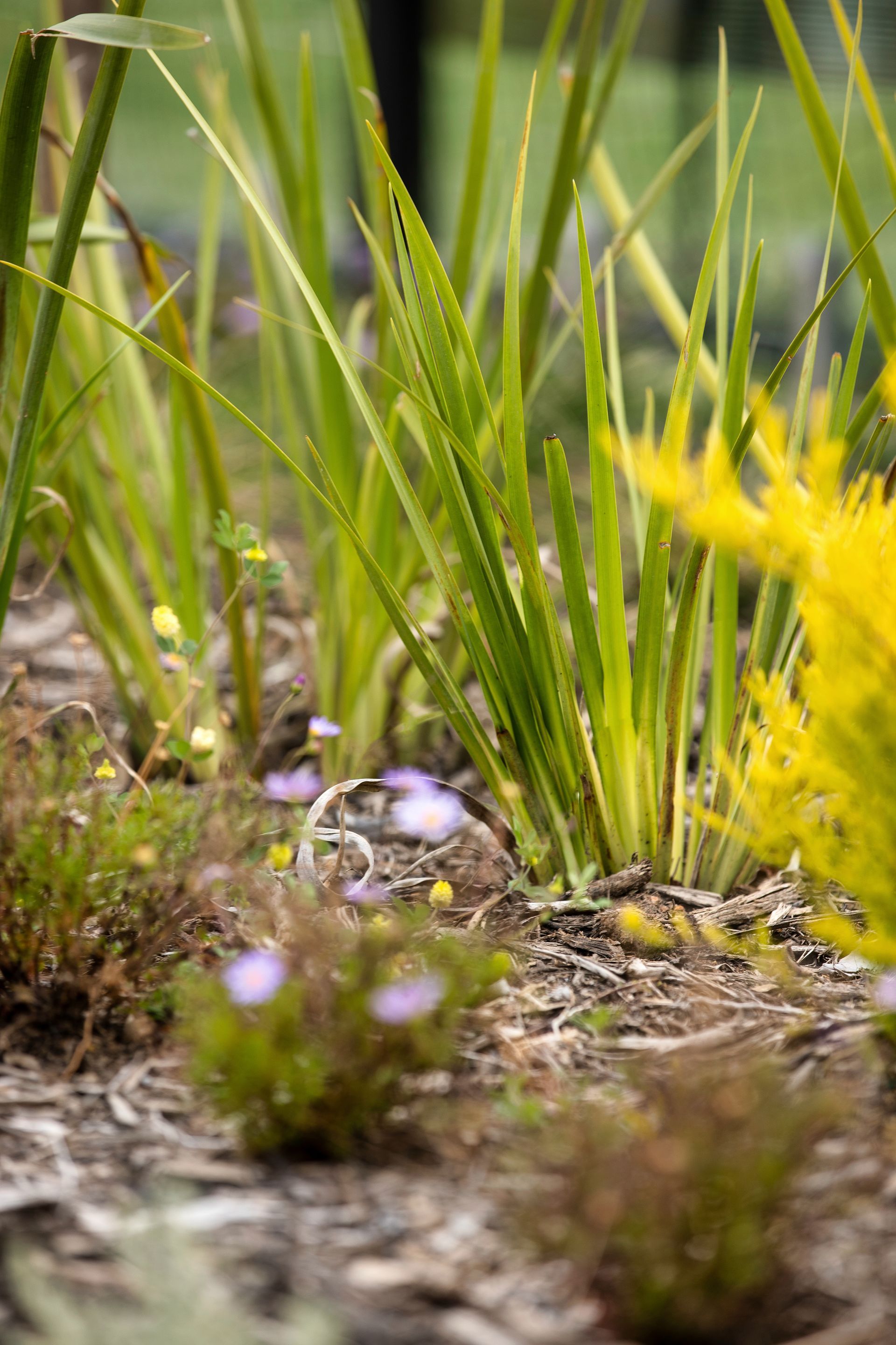 A ground-level view of a garden with tall green grass, bright yellow foliage, and small purple flowers in mulch.