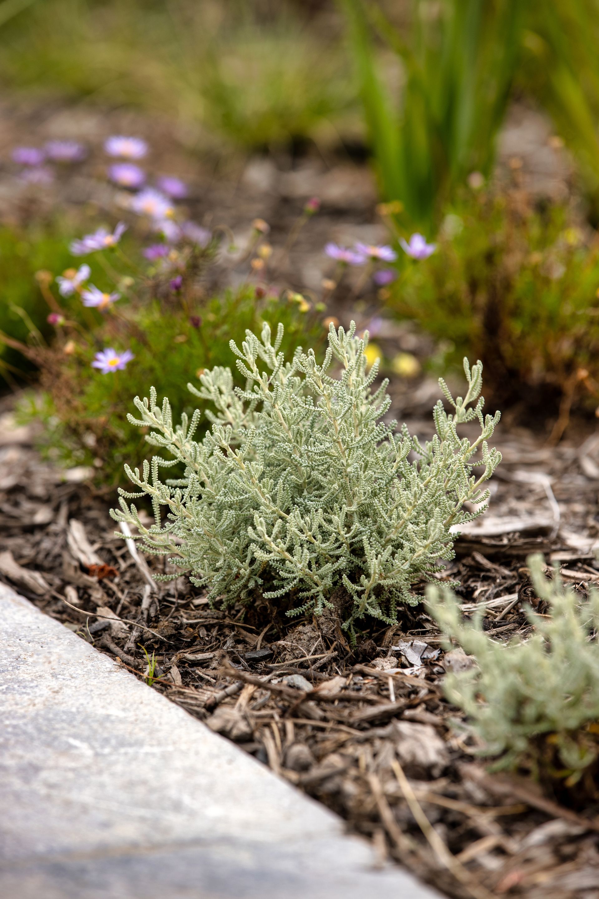 A small, silvery-green shrub grows in mulch, with blurred purple flowers in the background and a stone border in front.