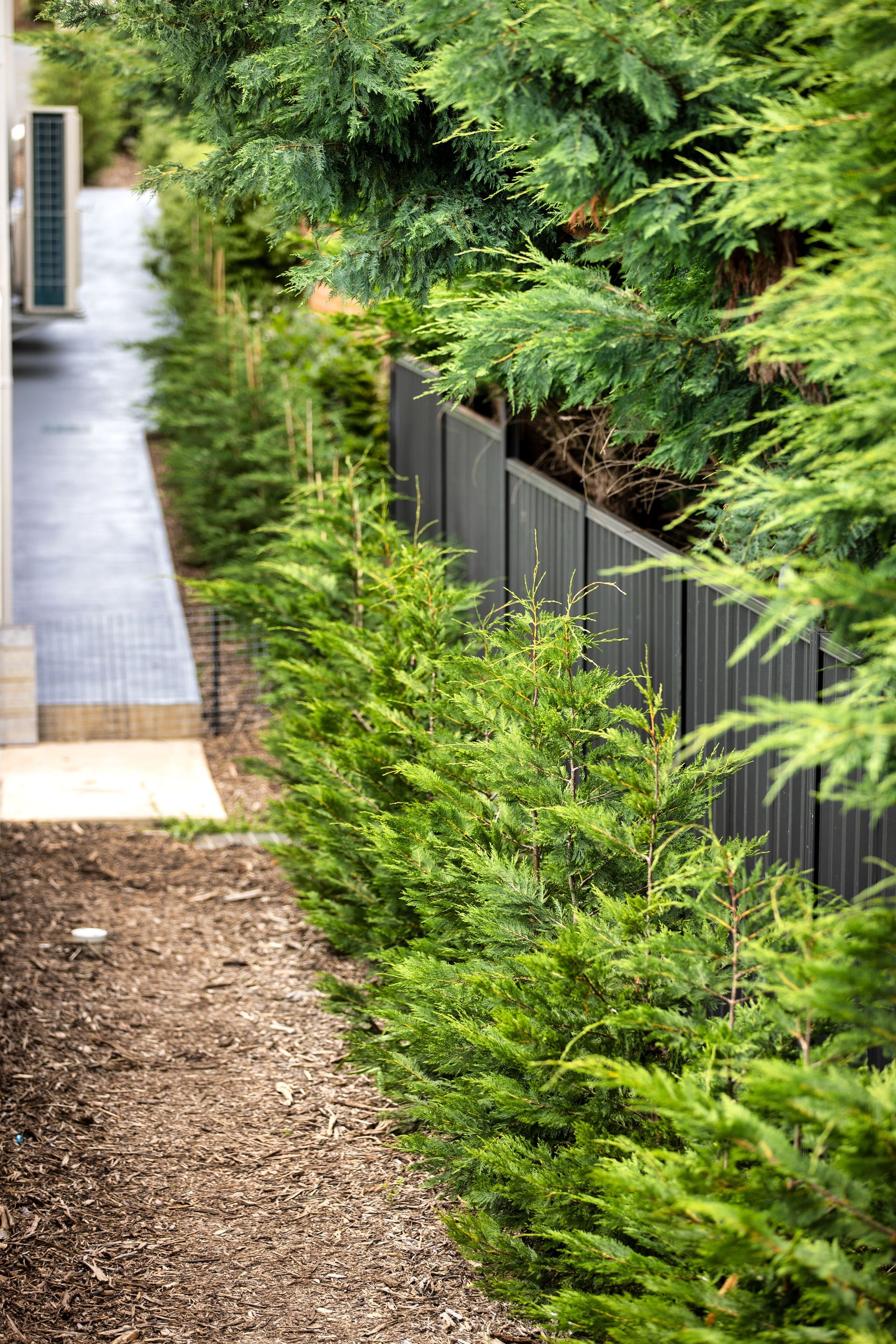 A narrow outdoor path beside a dark fence, lined with green evergreen shrubs and wood chip mulch.