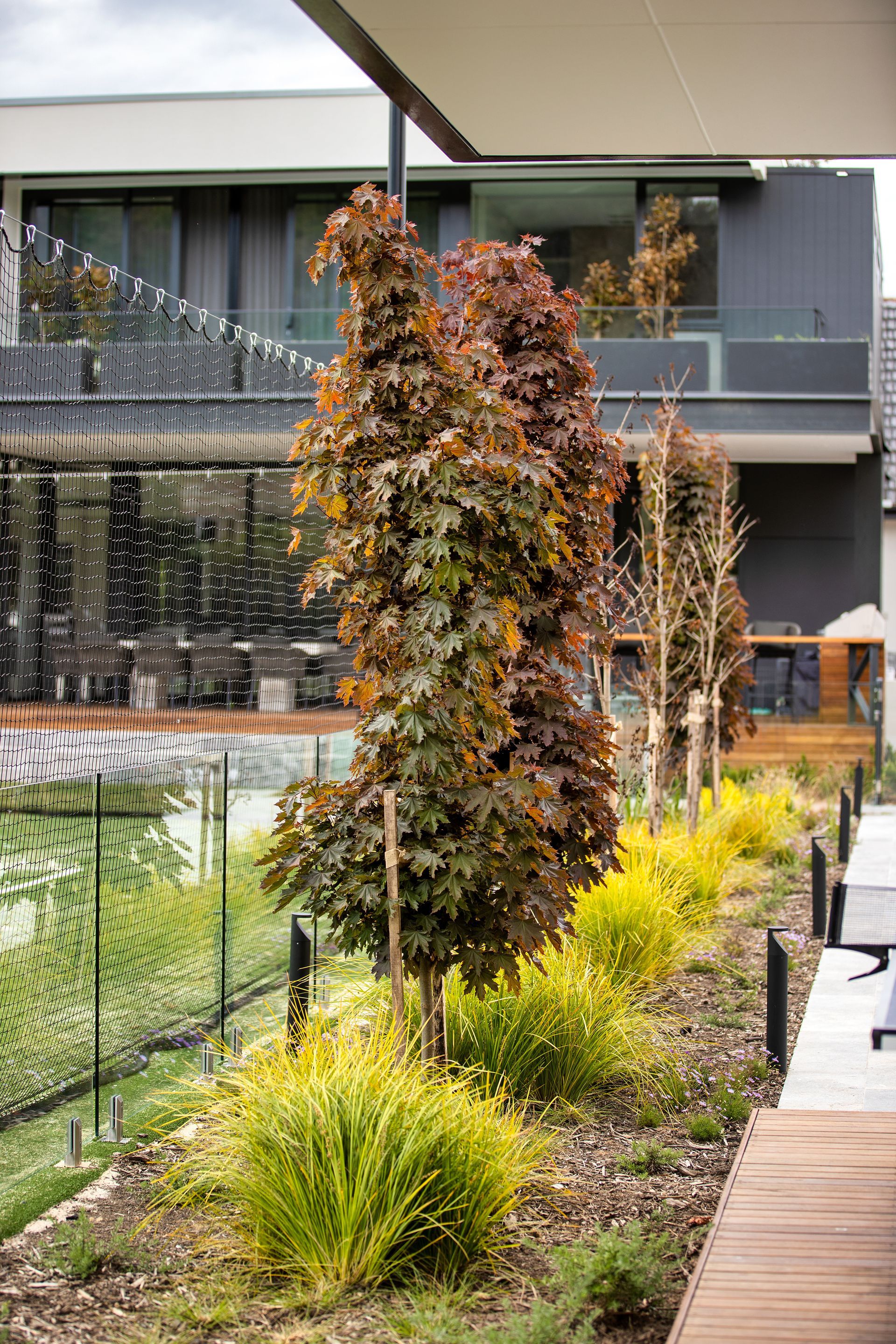 A garden bed with tall, reddish-leafed shrubs and bright green ornamental grasses in front of a modern building.