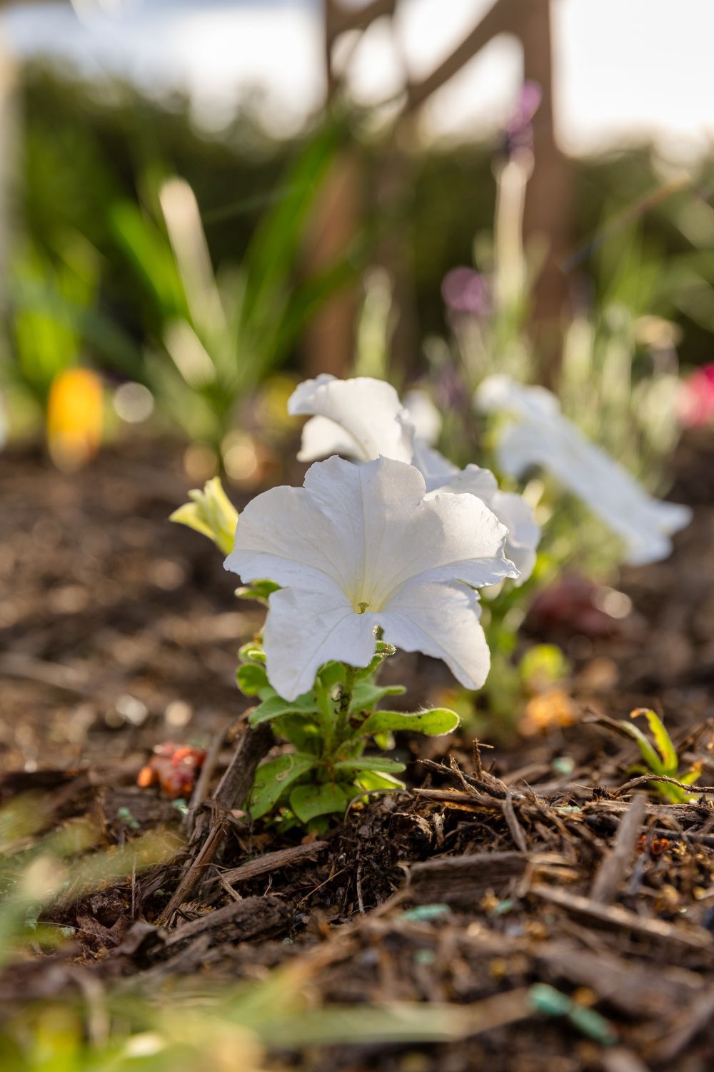 A white petunia bloom with soft petals growing in dark mulch in a sunlit garden.