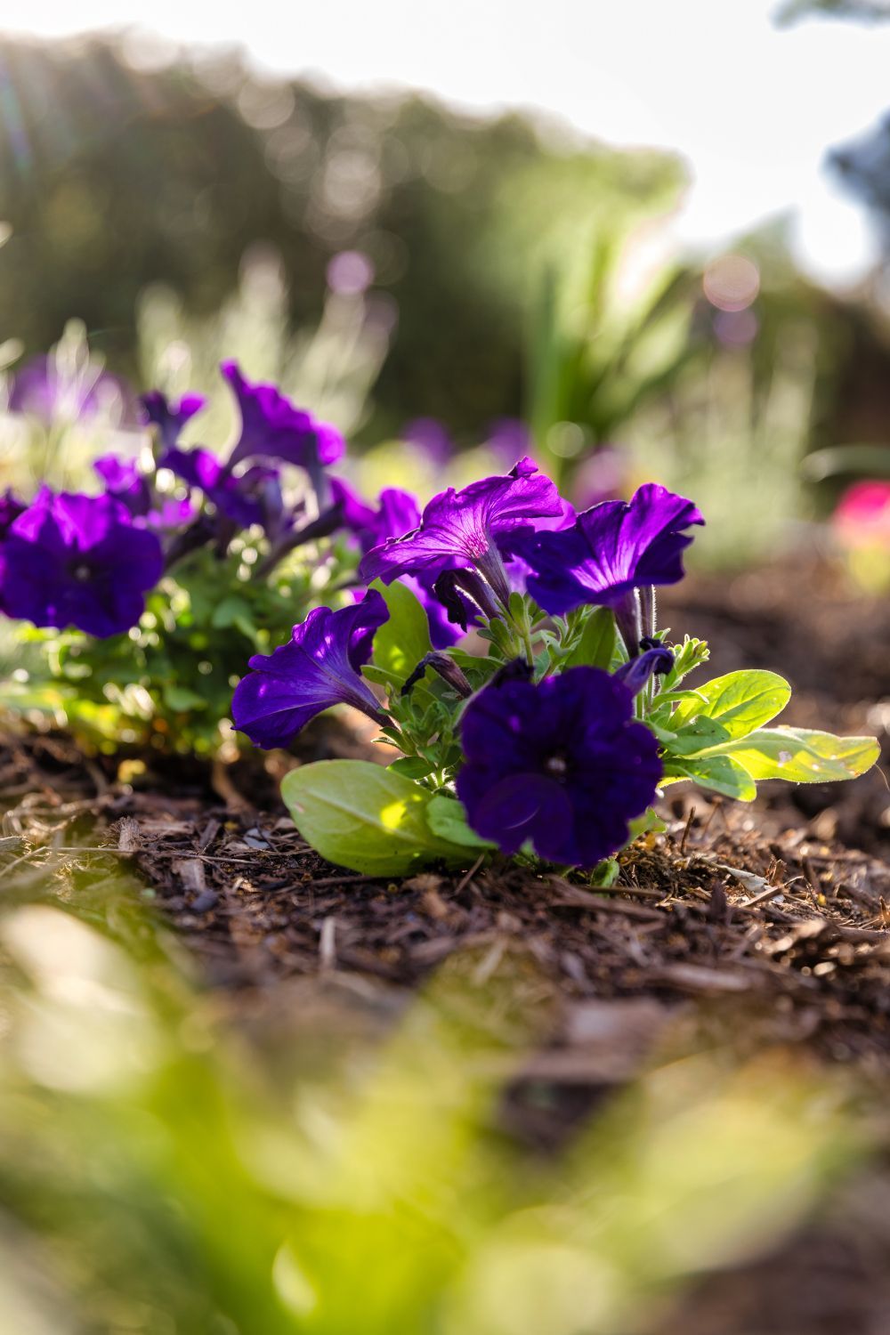 Vibrant purple petunias bloom in a garden bed with mulch, captured in soft, natural sunlight.