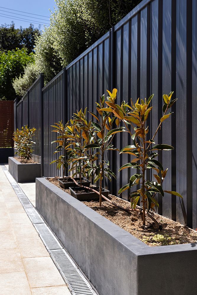 Modern grey planters with young trees sit along a dark slatted fence on a paved patio with a drainage grate.