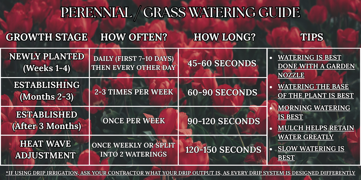 Perennial grass watering guide: growth stage, how often, how long, and tips, on a red floral background.