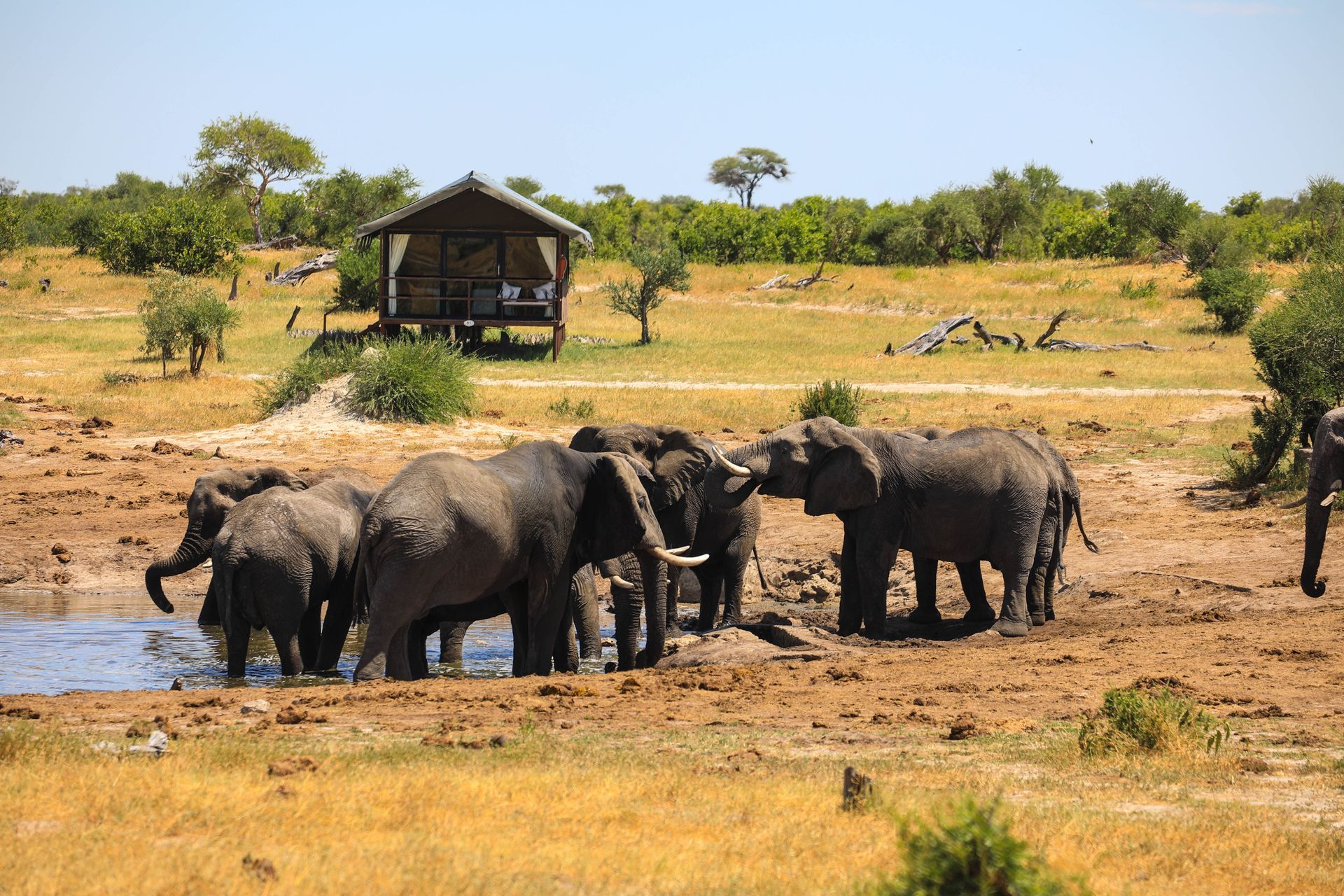 Safari Holidays from Travel Wizards