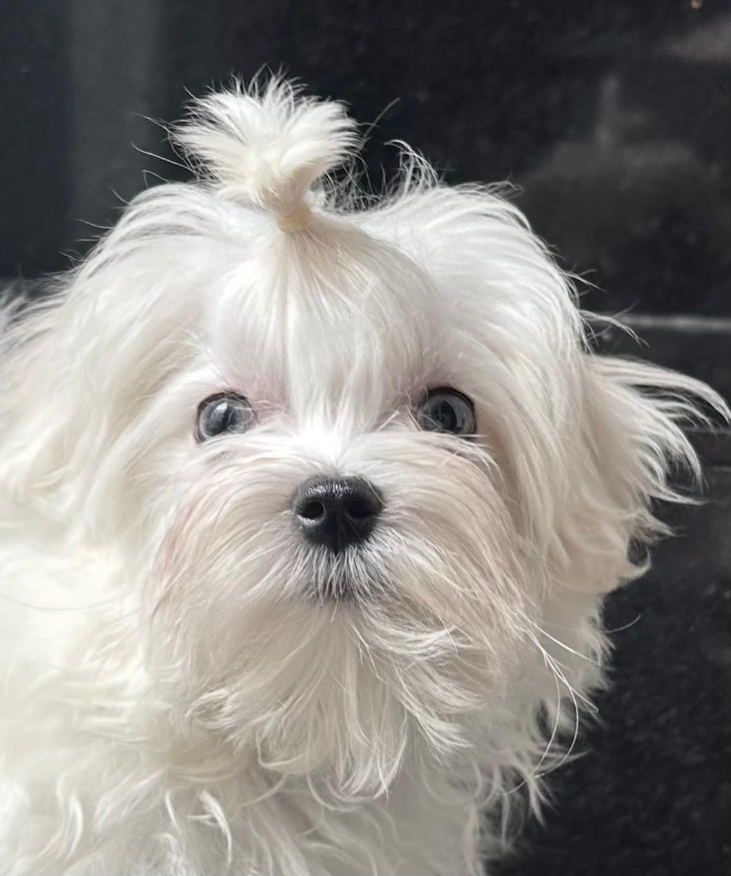 cachorro maltes