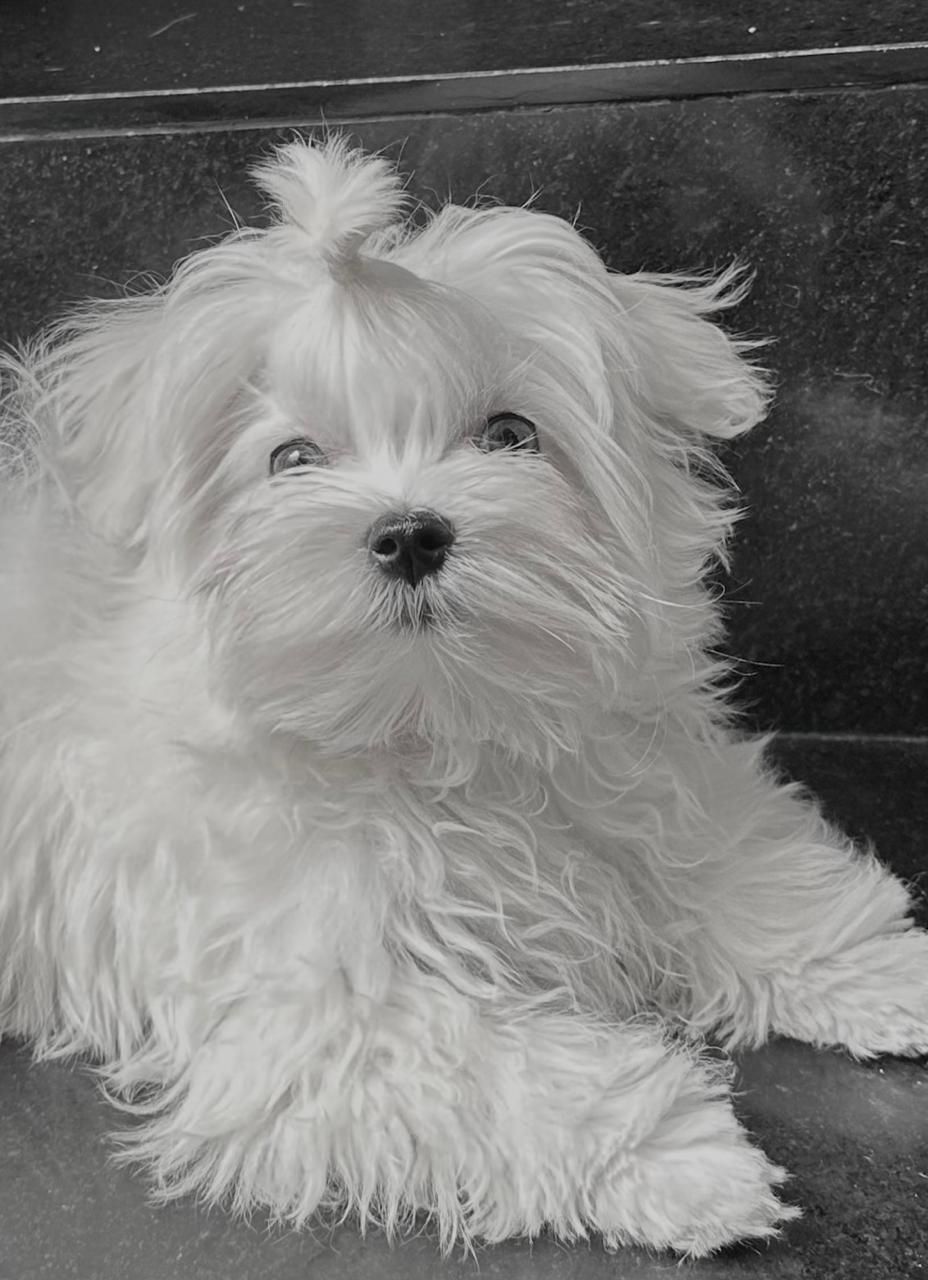 cachorro maltes