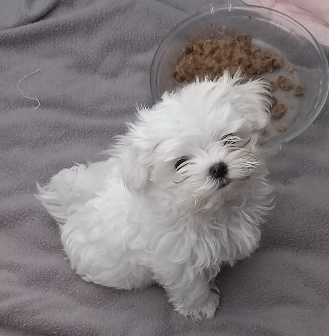 cachorros maltes en venta
