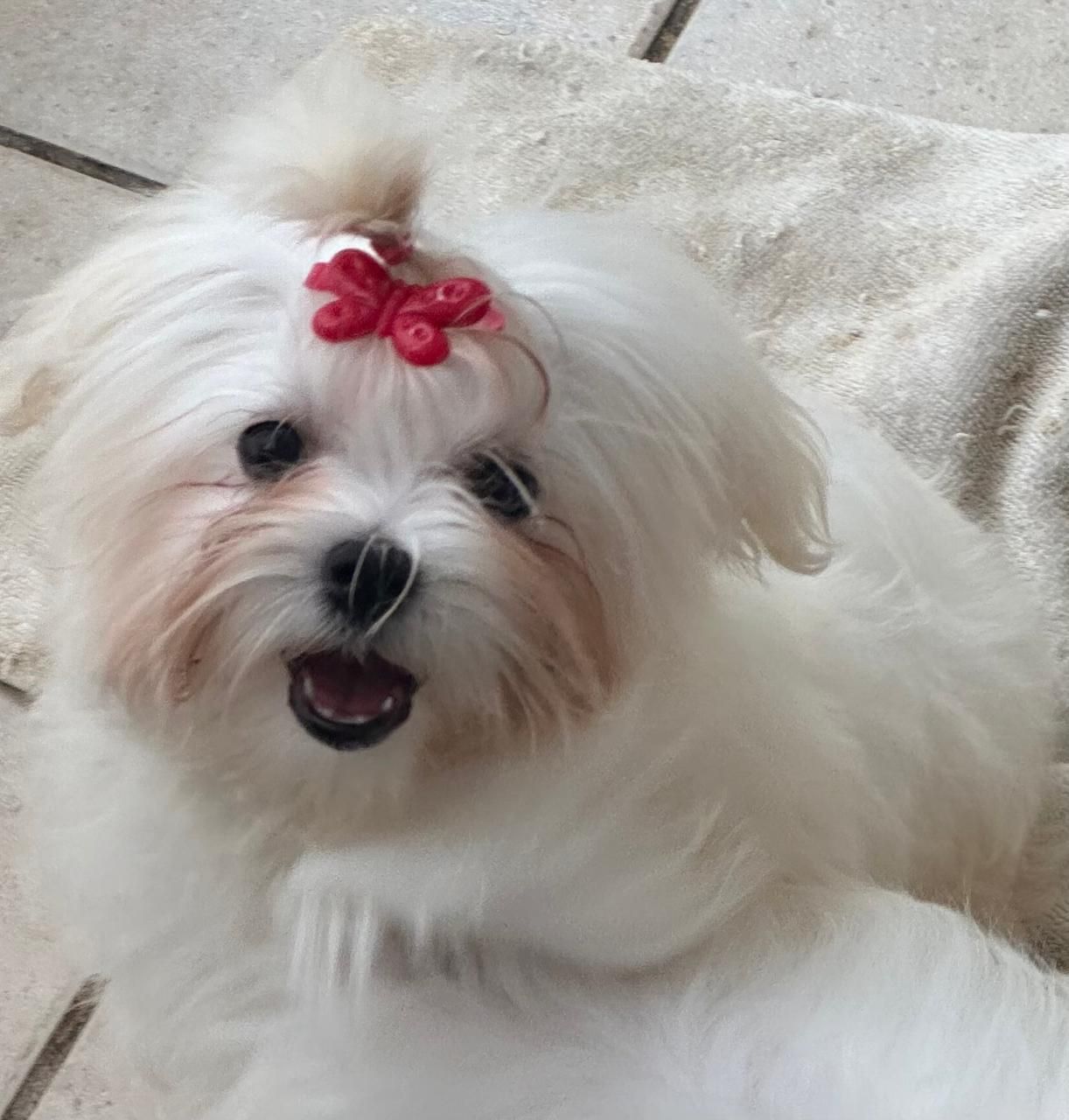 Un perrito pequeño, blanco y esponjoso, con un lazo rosa, mira a la cámara sobre una manta ligera.