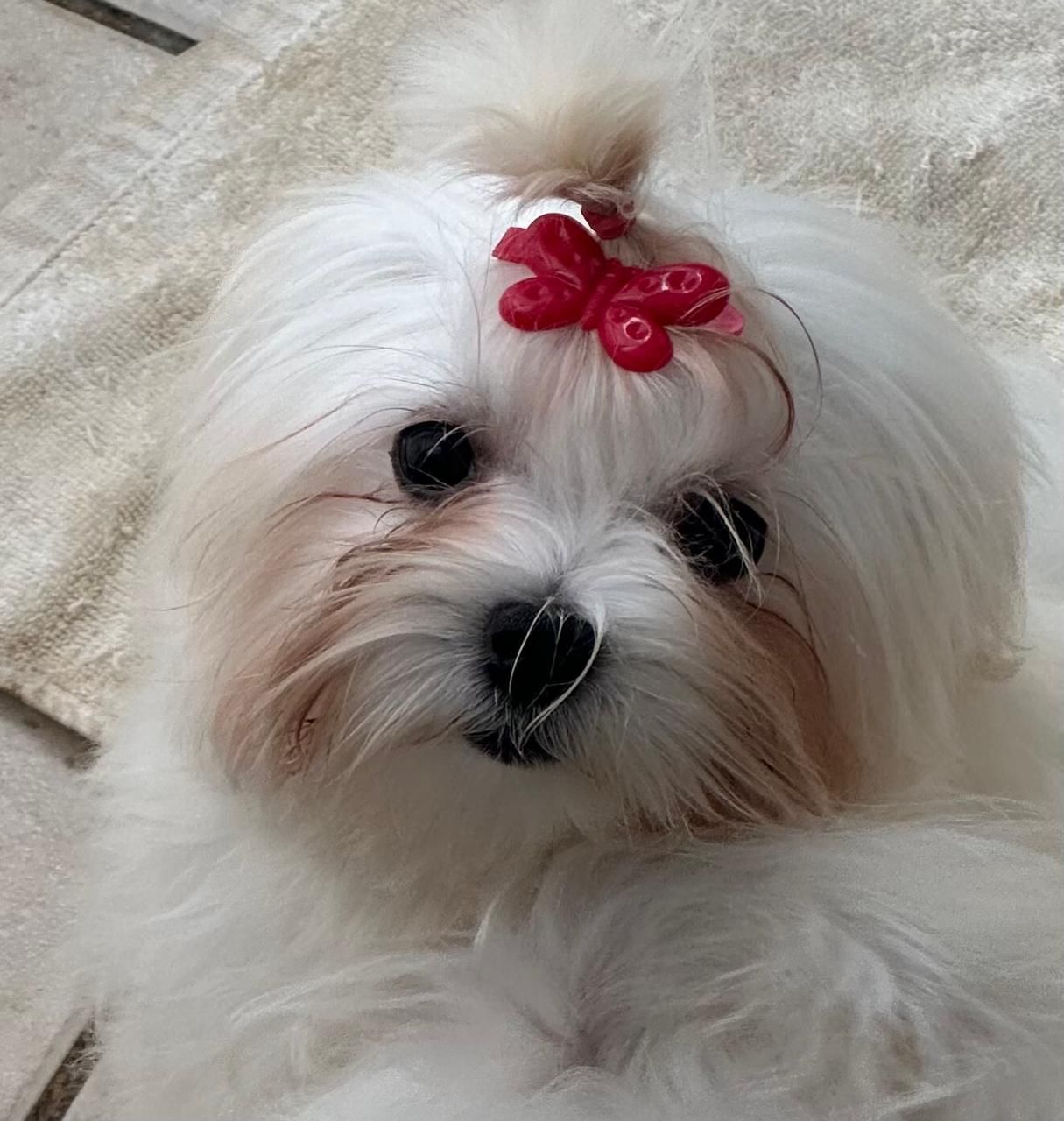 Un perrito pequeño, blanco y esponjoso con un lazo rojo, mirando a la cámara sobre una manta suave.
