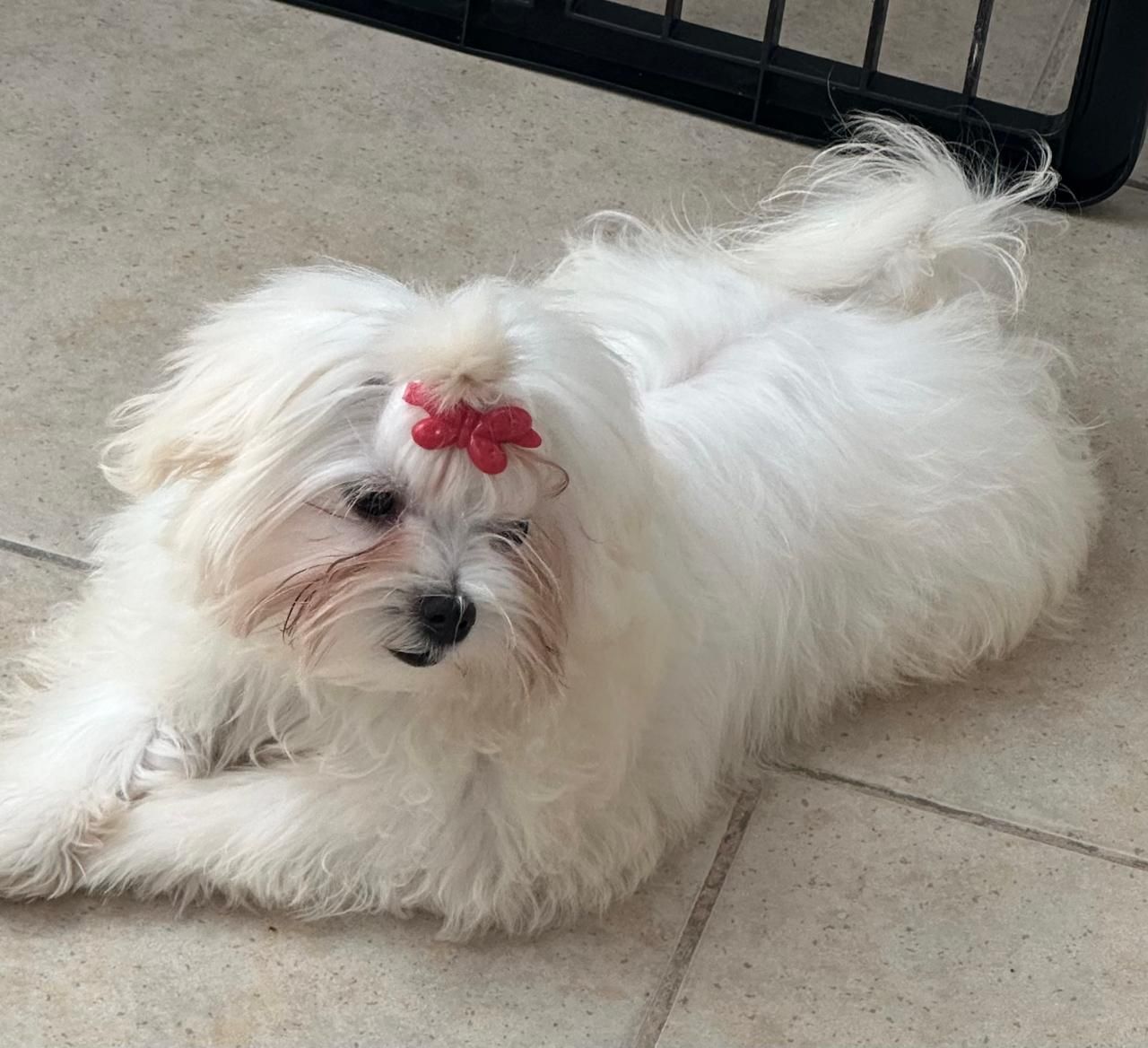 Perro pequeño blanco con un lazo rojo tumbado en un suelo de baldosas