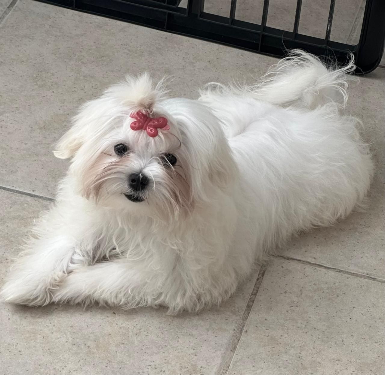 Un perro blanco y esponjoso con un lazo rosa, tumbado en un suelo de baldosas.