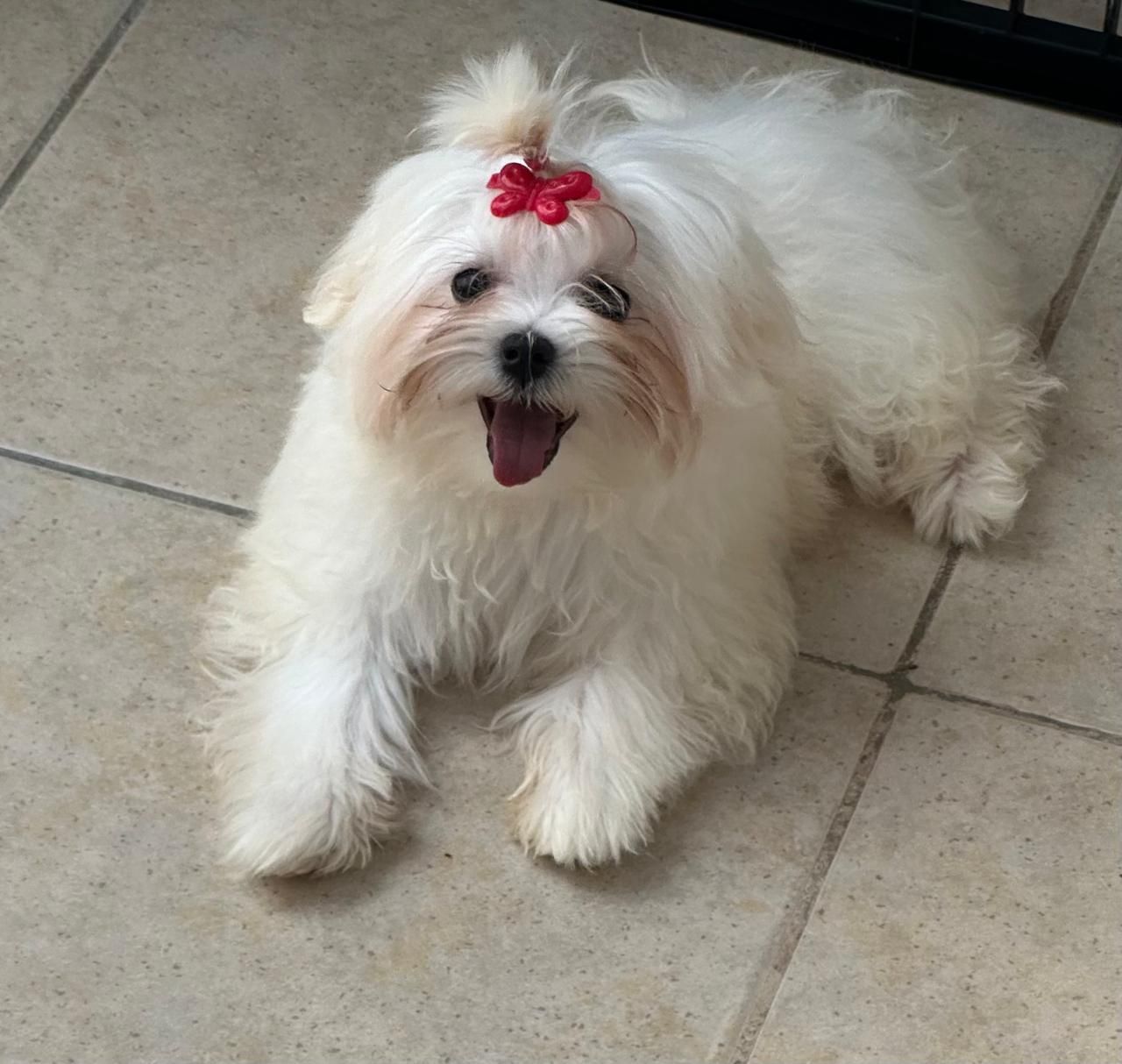 Perro pequeño, blanco y esponjoso, con un lazo rojo, tumbado en un suelo de baldosas y jadeando.