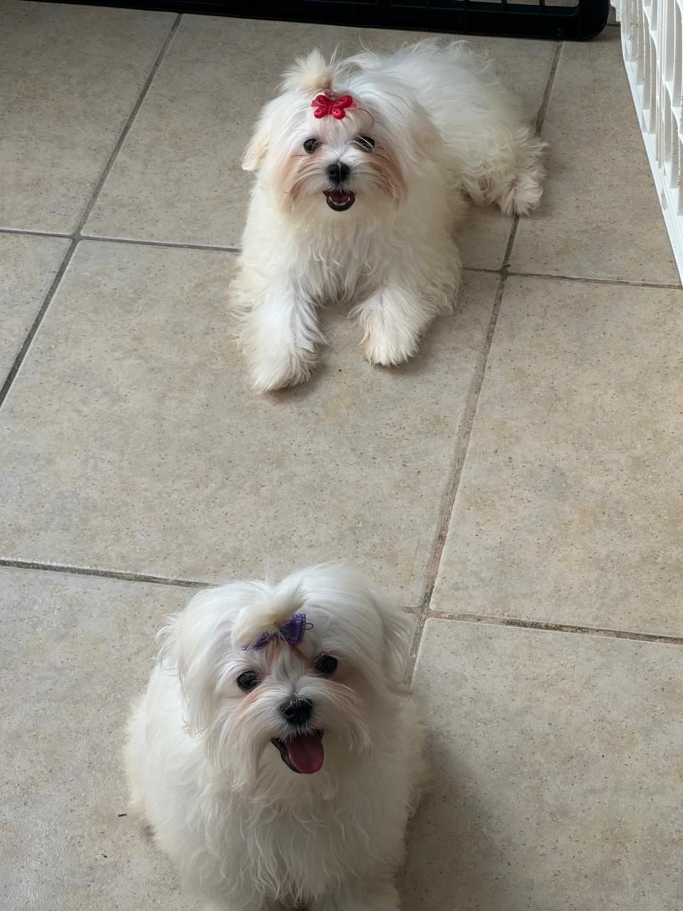 Dos perros blancos y esponjosos con lazos de colores sentados en un suelo de baldosas, mirando hacia arriba con la boca abierta.