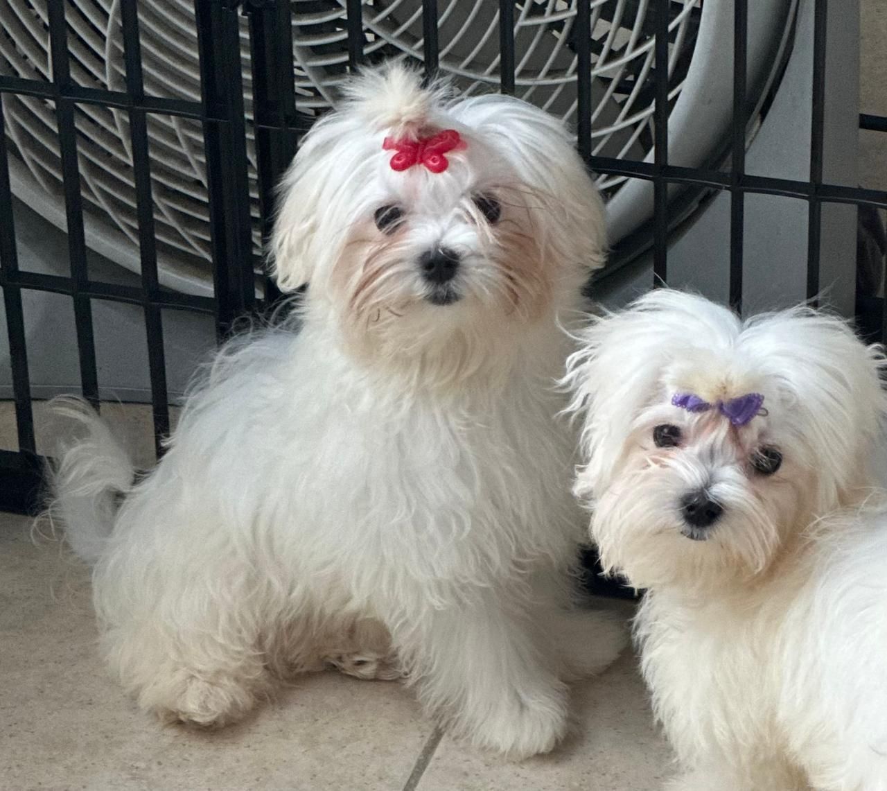 Dos cachorros blancos y esponjosos con lazos rosas y morados sentados en un suelo de baldosas cerca de una jaula.