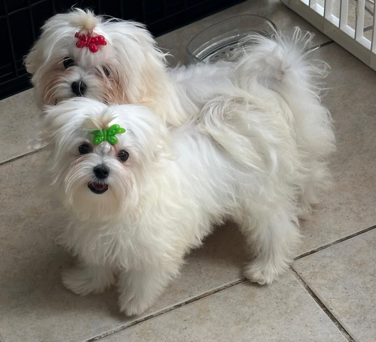 Dos perros blancos y esponjosos sobre un suelo de baldosas, uno con un lazo verde y otro con un lazo rojo.