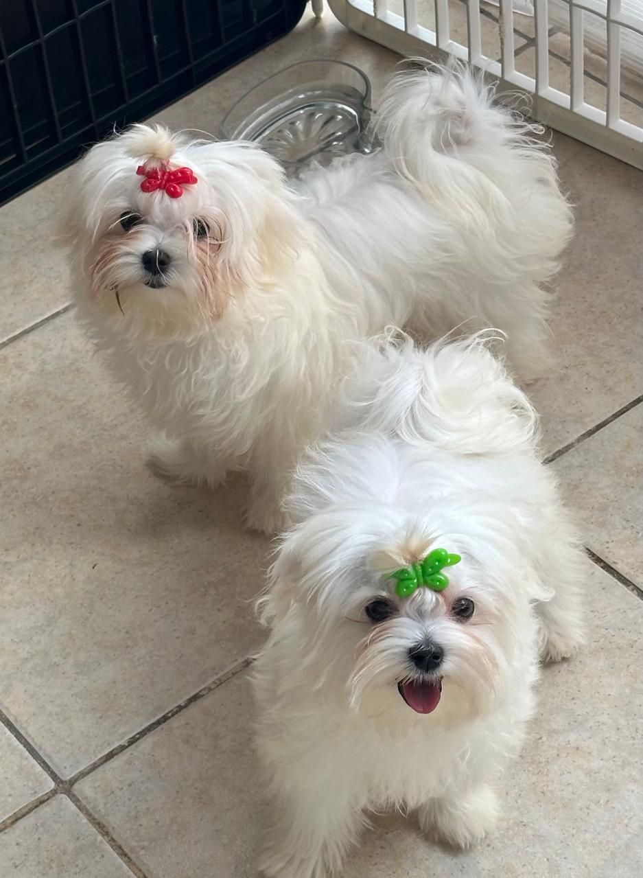 Dos perros blancos y esponjosos con lazos verdes y rojos están de pie sobre un suelo de baldosas junto a una barandilla.