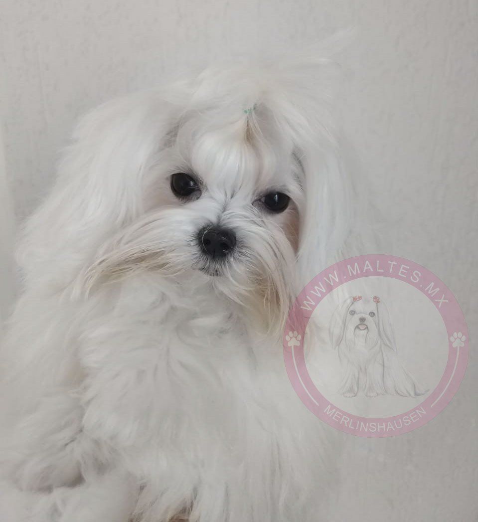 cachorros maltes en venta