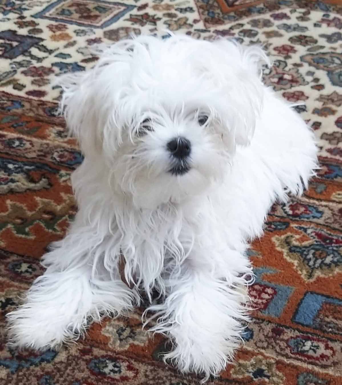 cachorro maltes