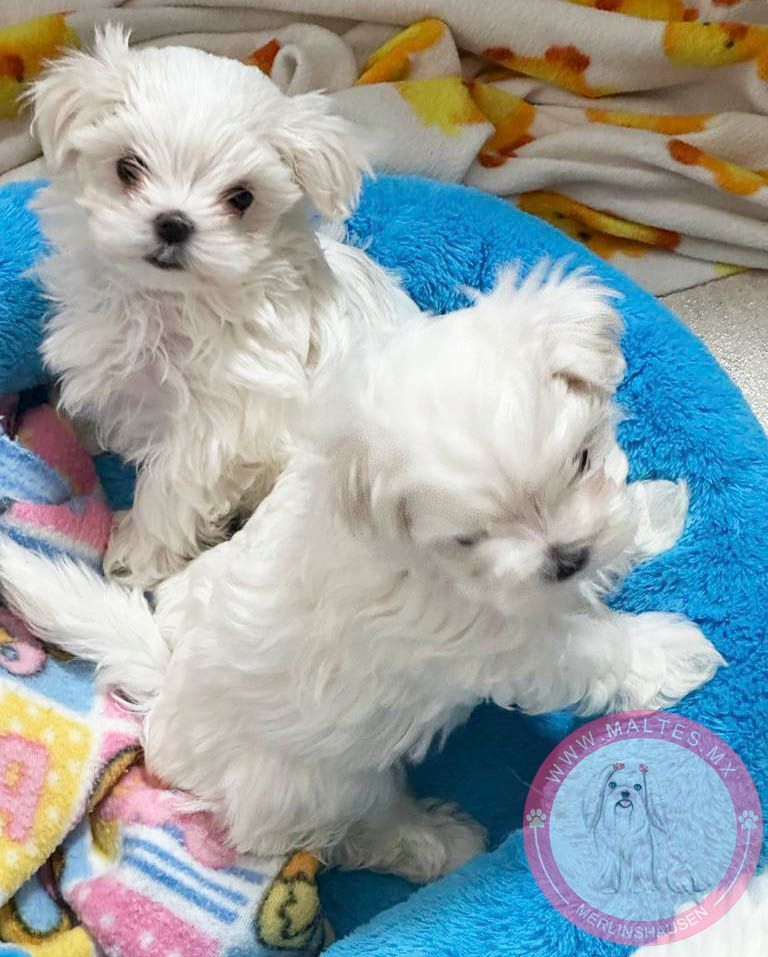 cachorro maltes