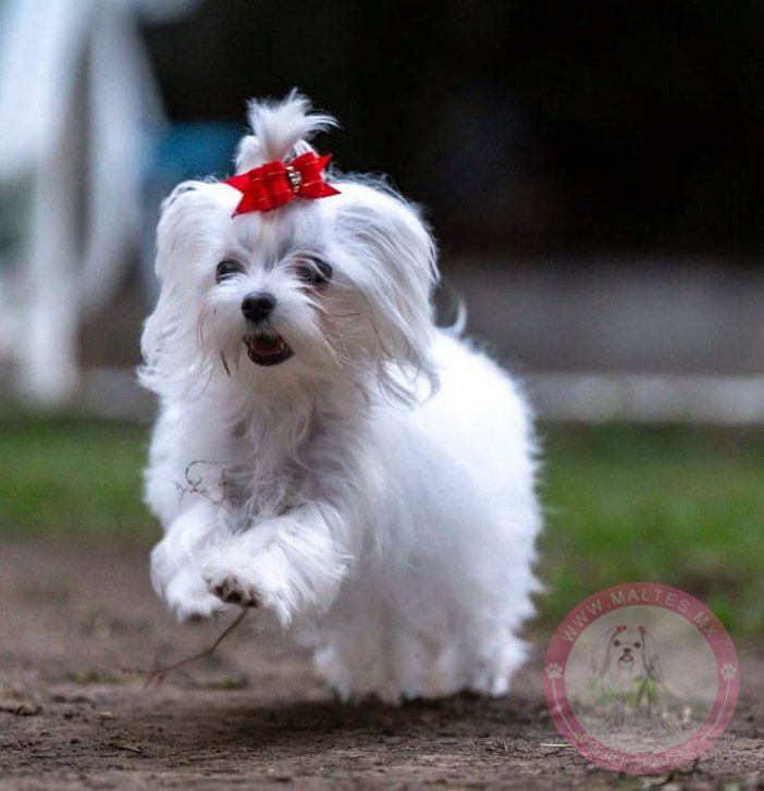 cachorro maltes en venta
