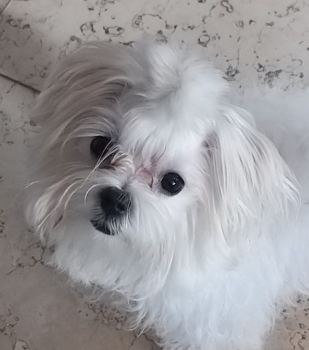 cachorros maltes en venta
