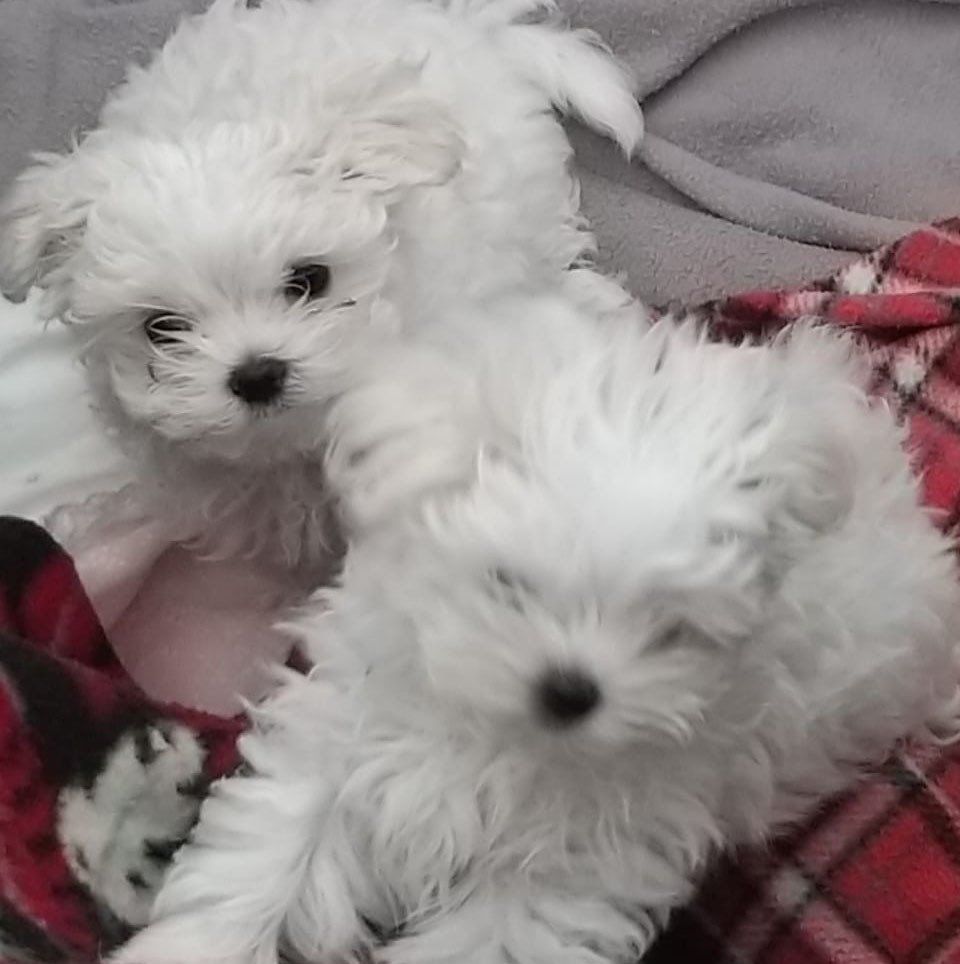 cachorros maltes en venta