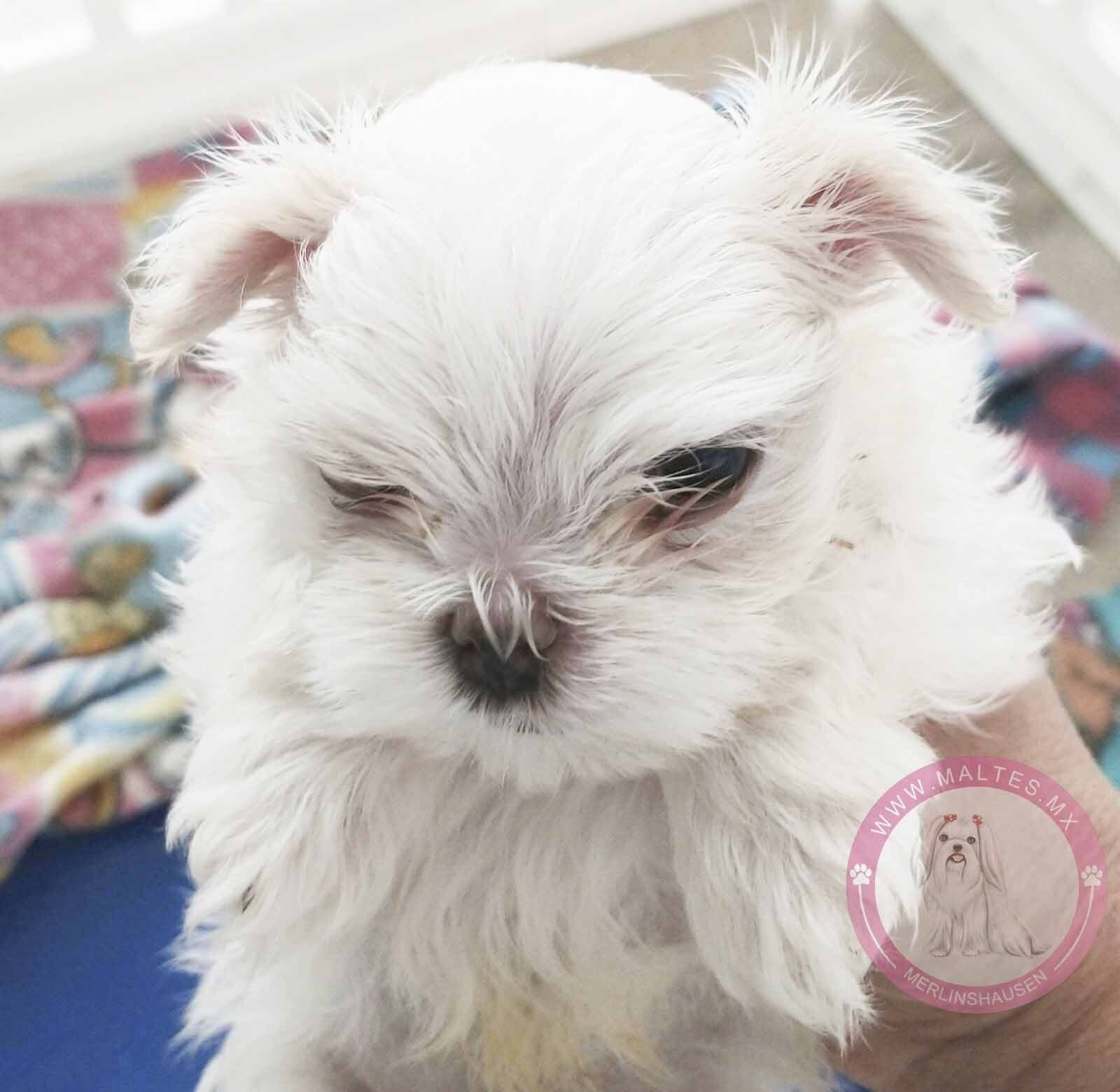 cachorros maltes en venta