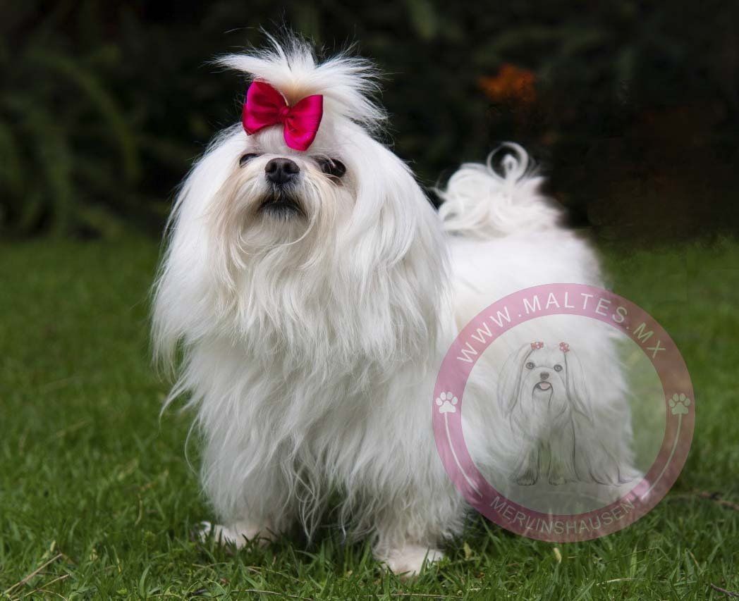 perros maltes en venta