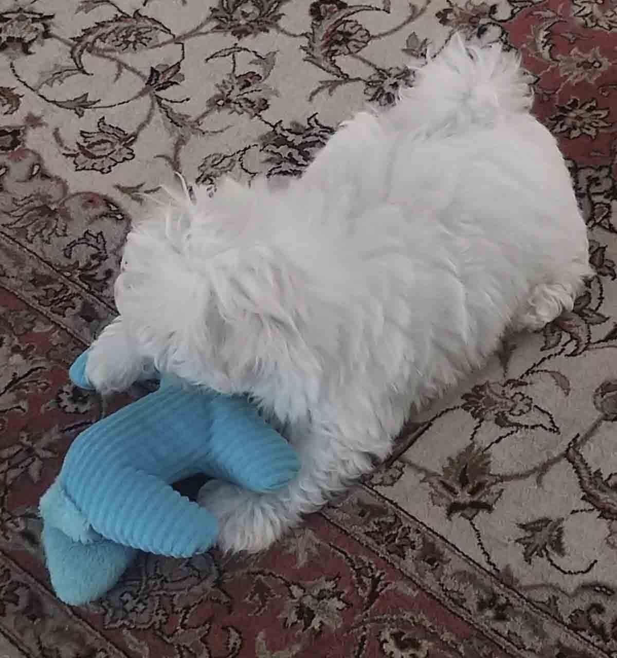 cachorros maltes en venta