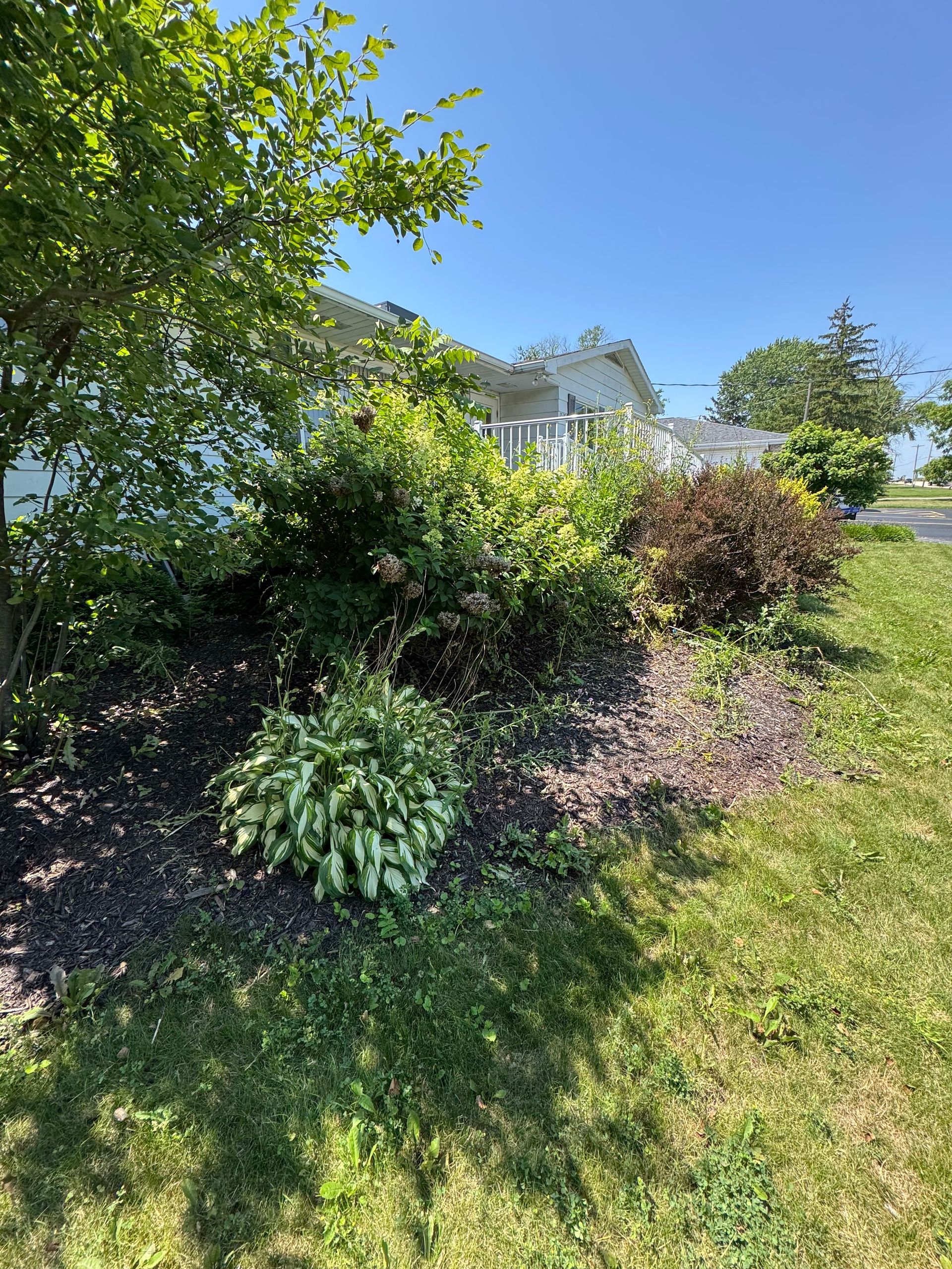 Sunny garden hillside with dense green shrubs, a leafy tree, and a white house in the background.
