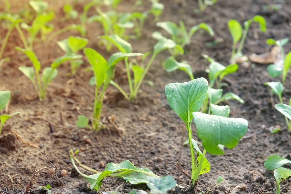 Young green seedlings growing in a tilled soil garden bed